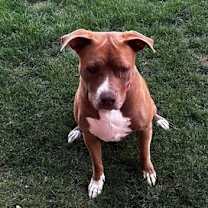 Thumbnail photo of SIA #4