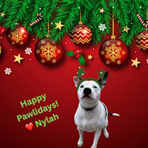 Thumbnail photo of NYLAH #1