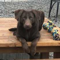 Thumbnail photo of Dove #2