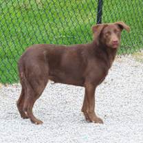 Thumbnail photo of Dove #3