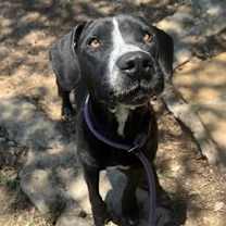 Thumbnail photo of Juno #2