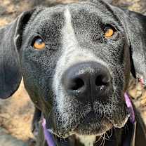 Thumbnail photo of Juno #3