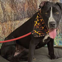 Thumbnail photo of Juno #4