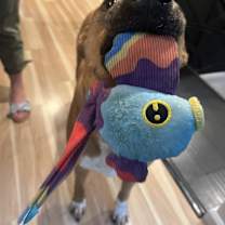 Thumbnail photo of Colby #4