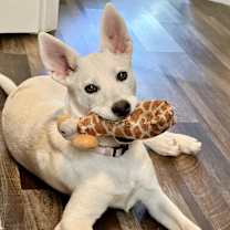 adopt-pet