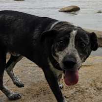 Thumbnail photo of Leo #2