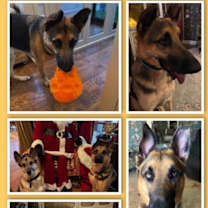 Thumbnail photo of Henri #1