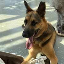 Thumbnail photo of Henri #2