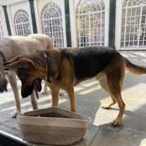 Thumbnail photo of Henri #3