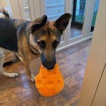 Thumbnail photo of Henri #4