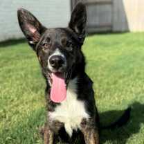 Thumbnail photo of Sully Cutie #1