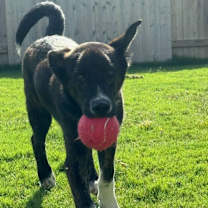 Thumbnail photo of Sully Cutie #3