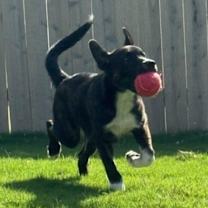 Thumbnail photo of Sully Cutie #4