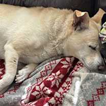 Thumbnail photo of Calypso #2