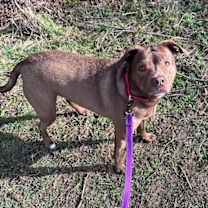 Thumbnail photo of Rex #2