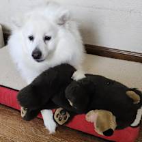 Thumbnail photo of Amos-St. Louis, MO #4