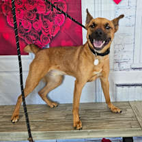 Thumbnail photo of Prince #4