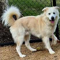 Thumbnail photo of JUMPING JACK JUNIOR #1