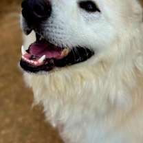 Thumbnail photo of JUMPING JACK JUNIOR #2