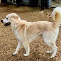 Thumbnail photo of JUMPING JACK JUNIOR #4