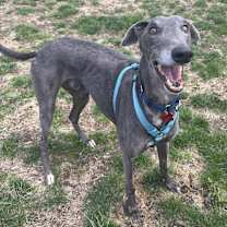 Thumbnail photo of Bluey #1