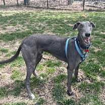 Thumbnail photo of Bluey #2