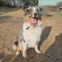 Thumbnail photo of Finnegan Blue #2