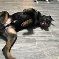 Thumbnail photo of Grizz #2