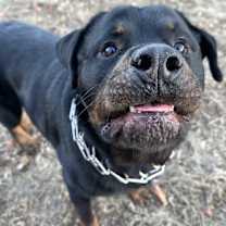 Thumbnail photo of Grizz #3