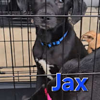 Thumbnail photo of Jax #1