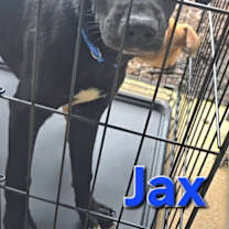 Thumbnail photo of Jax #3