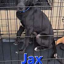 Thumbnail photo of Jax #4