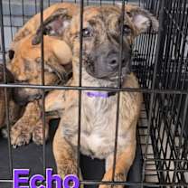 Thumbnail photo of Echo #1