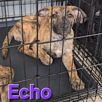 Thumbnail photo of Echo #2