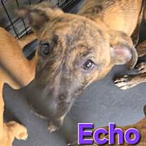 Thumbnail photo of Echo #3