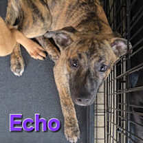 Thumbnail photo of Echo #4