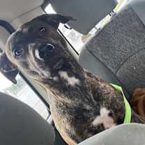 Thumbnail photo of Mandy #2