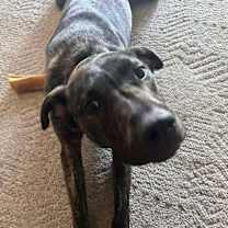 Thumbnail photo of Rocco #4