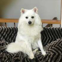 Thumbnail photo of Aspen #2