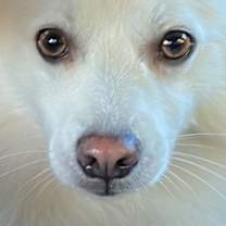 Thumbnail photo of Aspen #1