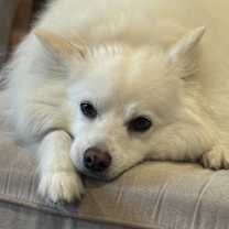 Thumbnail photo of Aspen #4