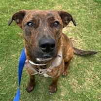 Thumbnail photo of Java #3