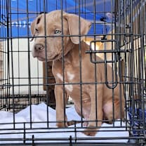 Thumbnail photo of Deisel #1