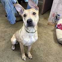 Thumbnail photo of ROSIE #2