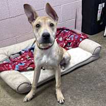 Thumbnail photo of ROSIE #3