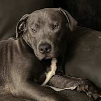 Thumbnail photo of Charlie Brown #1