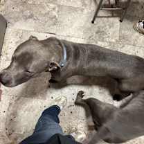 Thumbnail photo of Charlie Brown #2