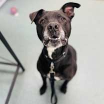 Thumbnail photo of Rocket Dan #1