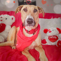 Thumbnail photo of Willow the wonderful little lady #1