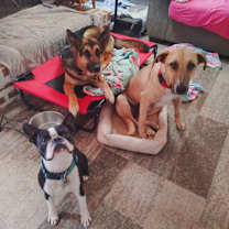 Thumbnail photo of Willow the wonderful little lady #2